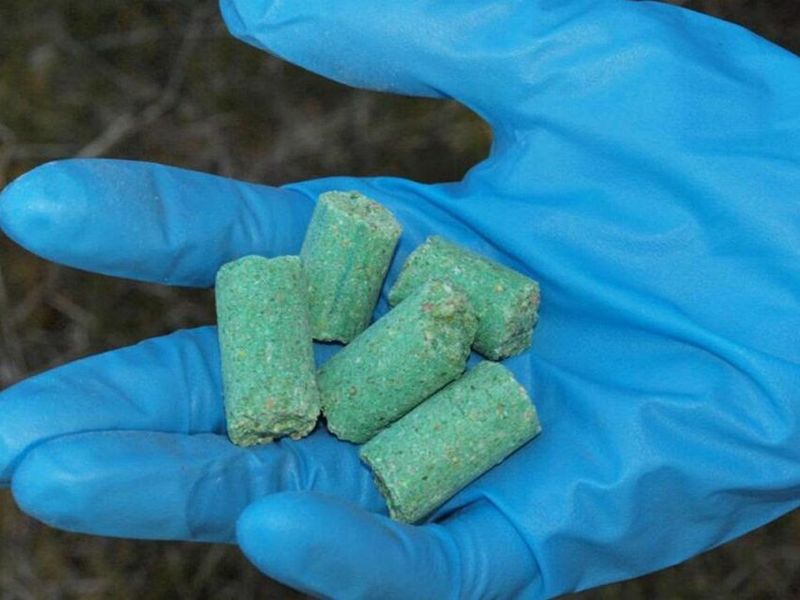 Using Poison Or Traps Without Professional Guidance