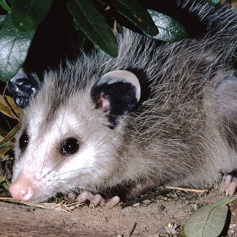 Rabies Risk Is Lower Than You Think