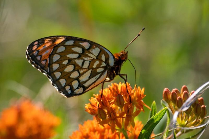 Wildlife And Pollinators Gain Nothing From This Plant