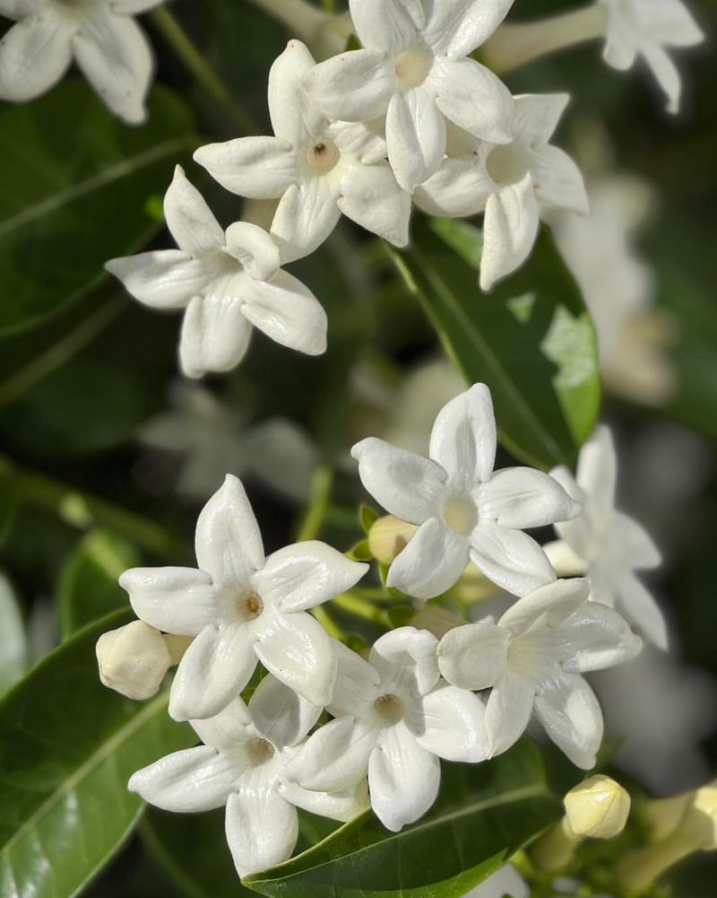 Stephanotis