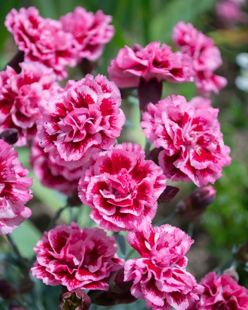 Dianthus Adds Spicy Clove Tones