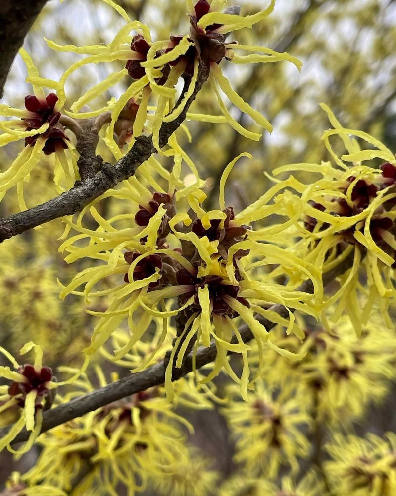 Witch Hazel