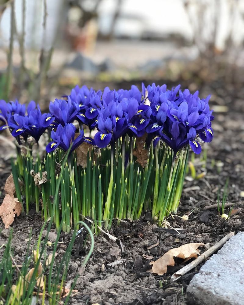 Iris Reticulata