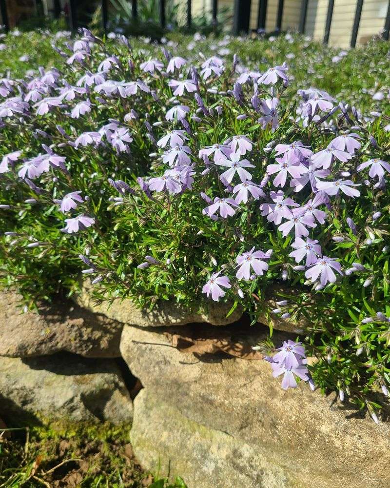 Creeping Phlox (Phlox Subulata)