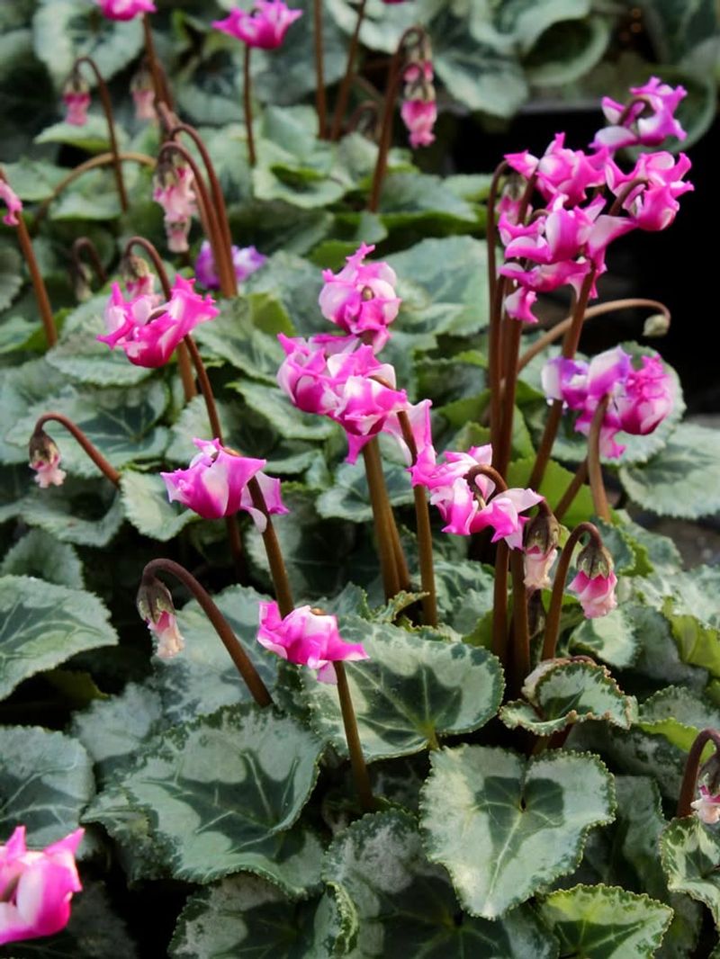 Consistent Moisture From Winter Rains Helps Growth