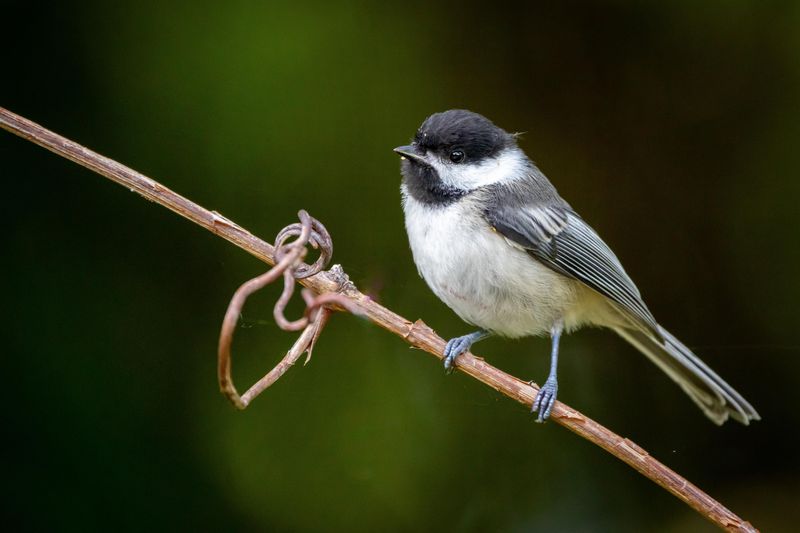 Supports Bird Health And Reproduction