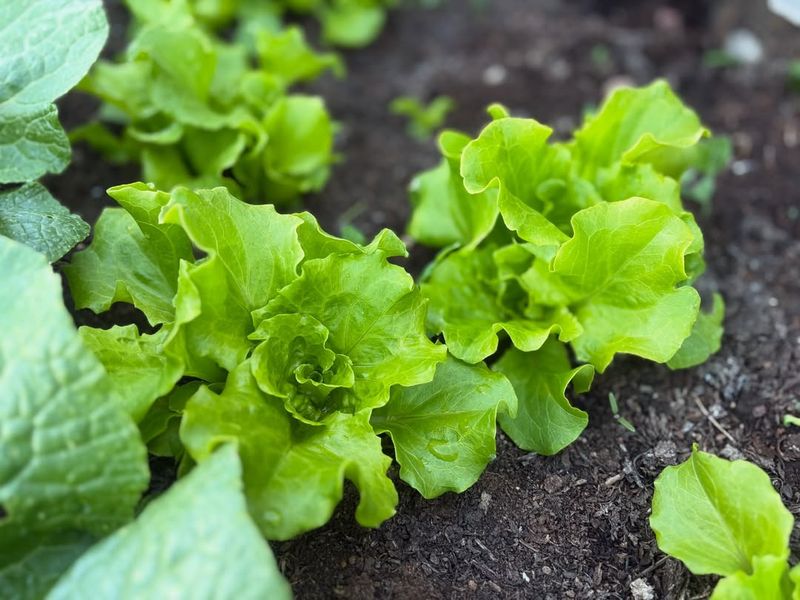 Fewer Pest Problems To Manage