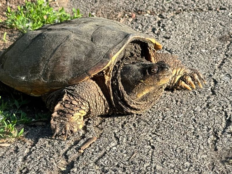 Move It Carefully If Necessary