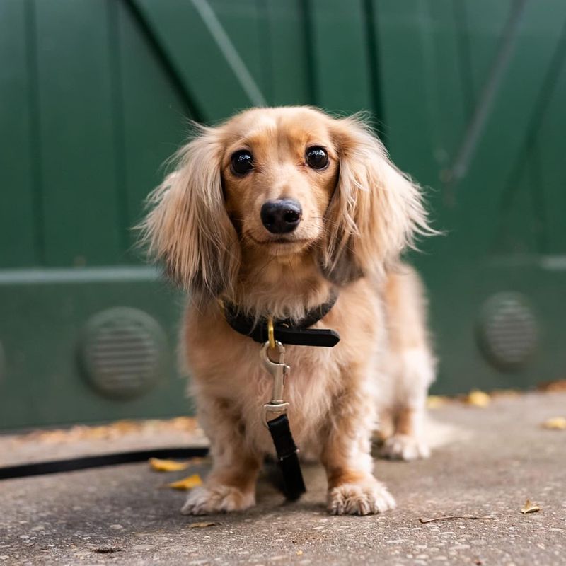 Keep Dogs And Cats Indoors At Night