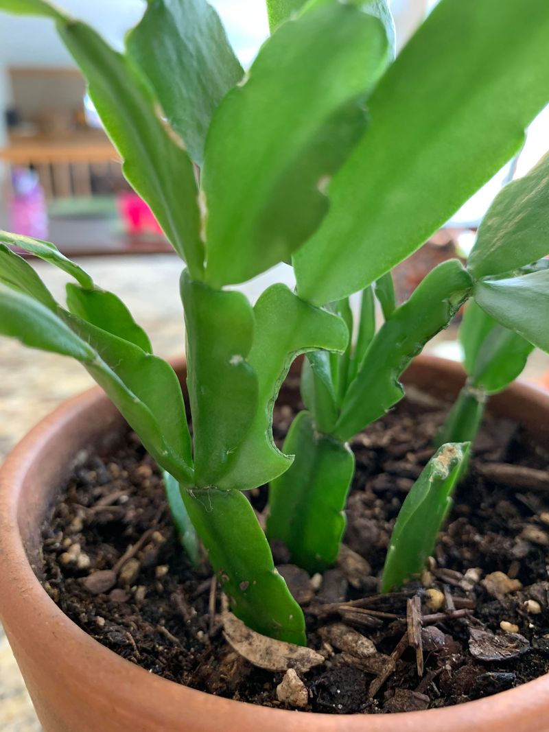 Choose Well-Draining Soil Mix