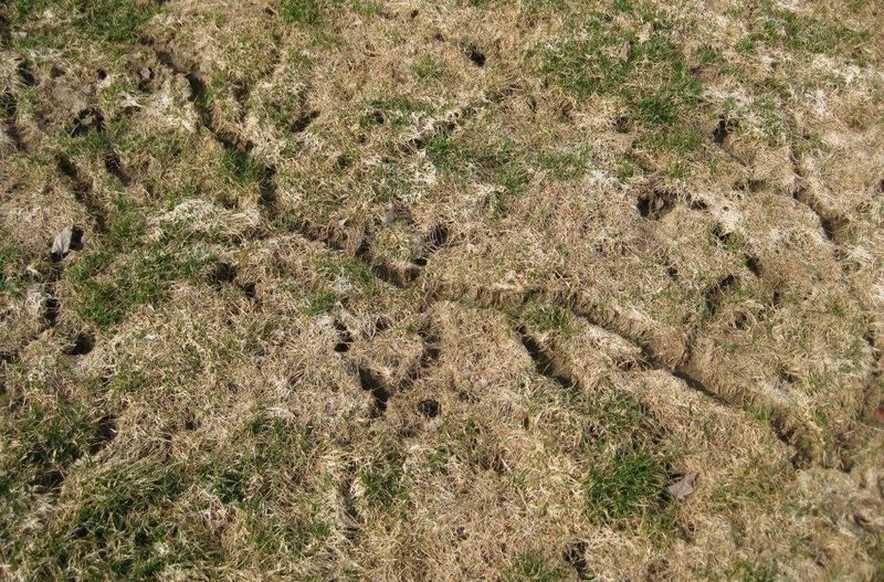 Discourages Voles And Rodent Damage