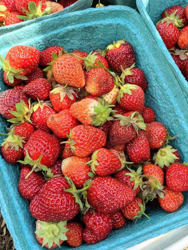 Strawberries