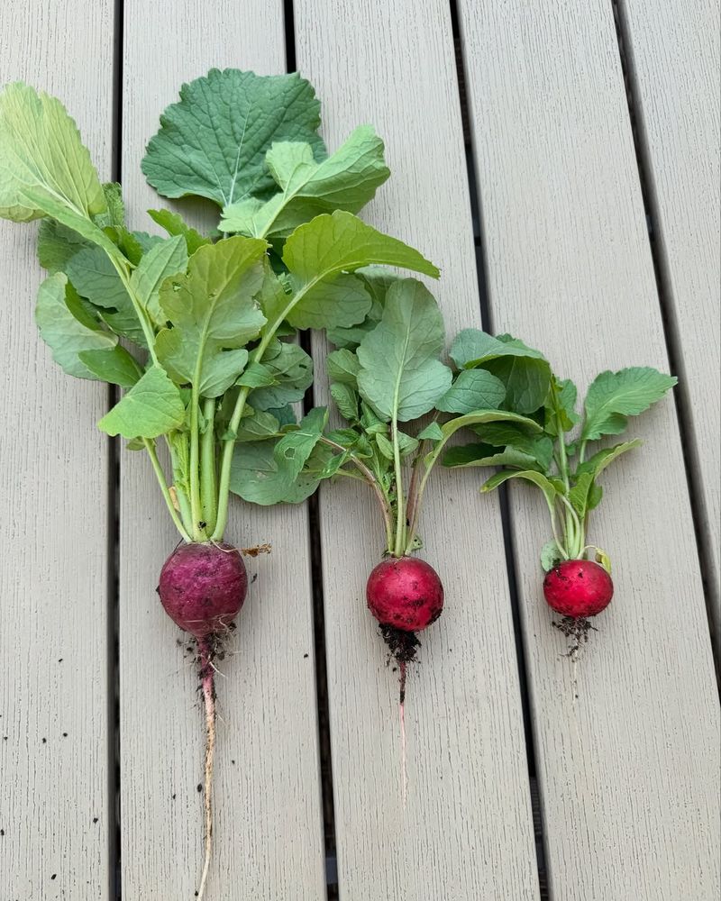 Radishes