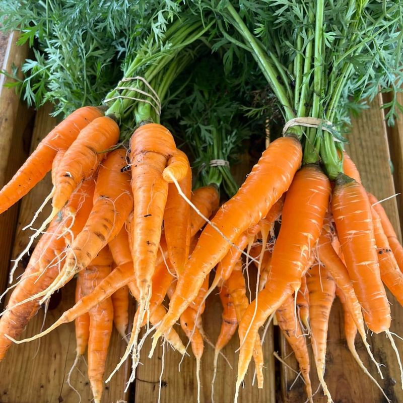 Carrots Develop Sweeter Flavor In Cold Soil