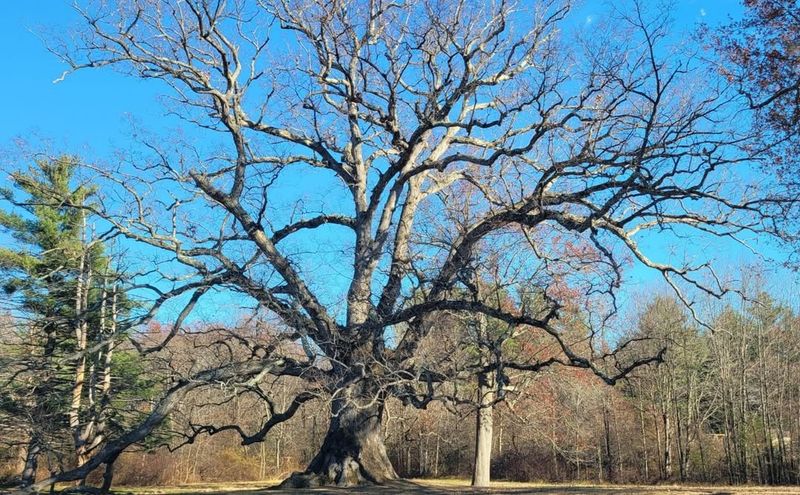 Preserving Natural Aesthetics