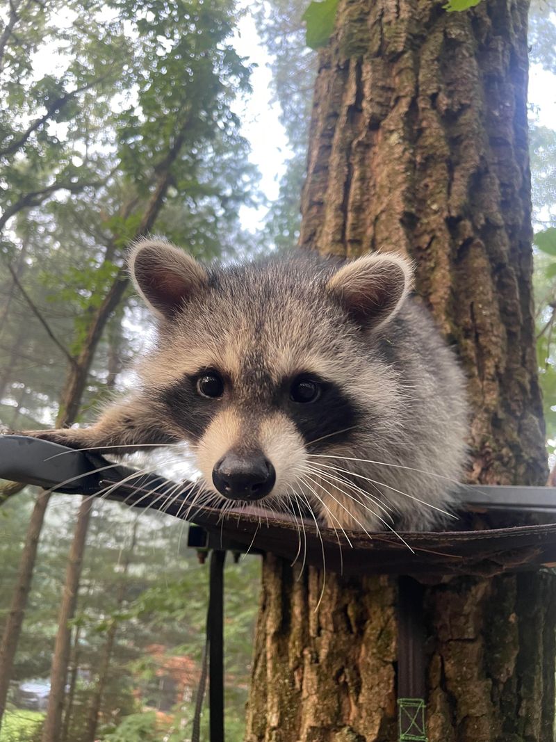 Humane Exclusion Is The Gold Standard