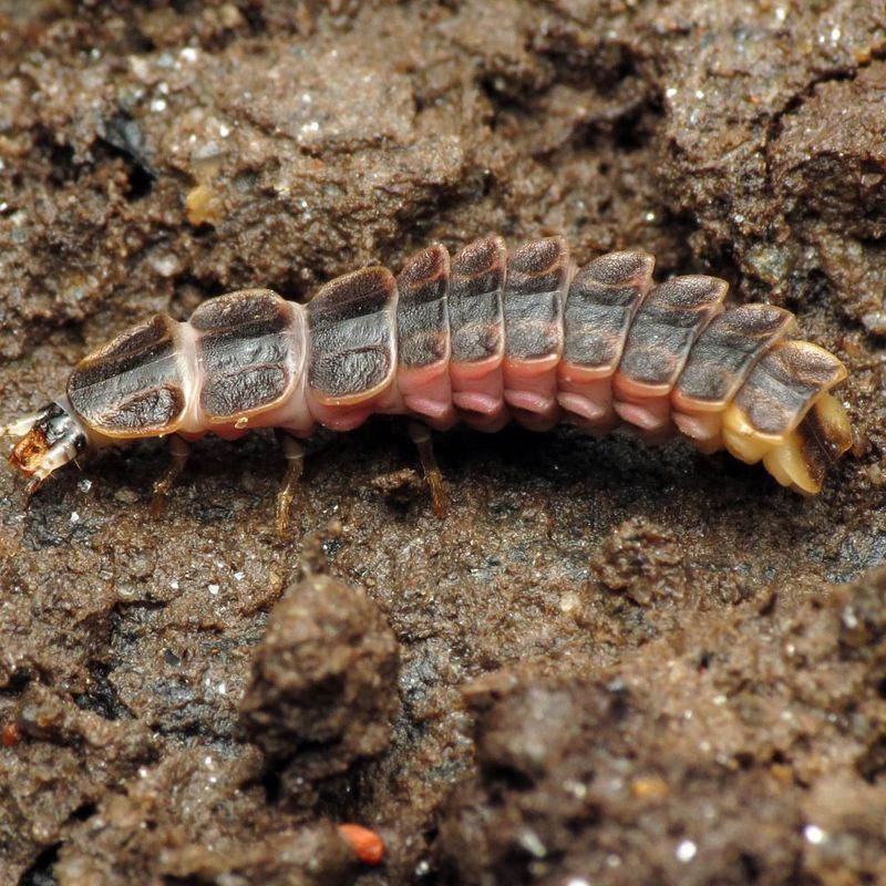 Pesticides Harm Firefly Larvae