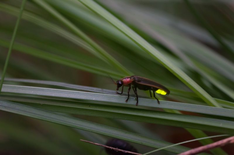 Pesticides and Chemicals Harm Firefly Populations