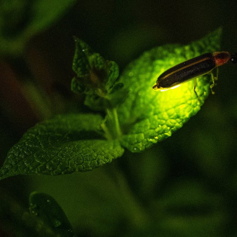 Pesticides Kill More Than Just Pests