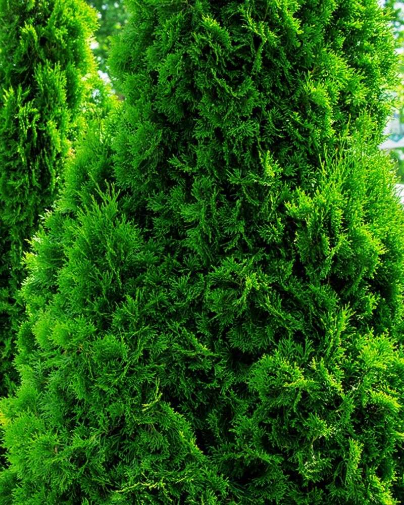 Evergreen Shrubs