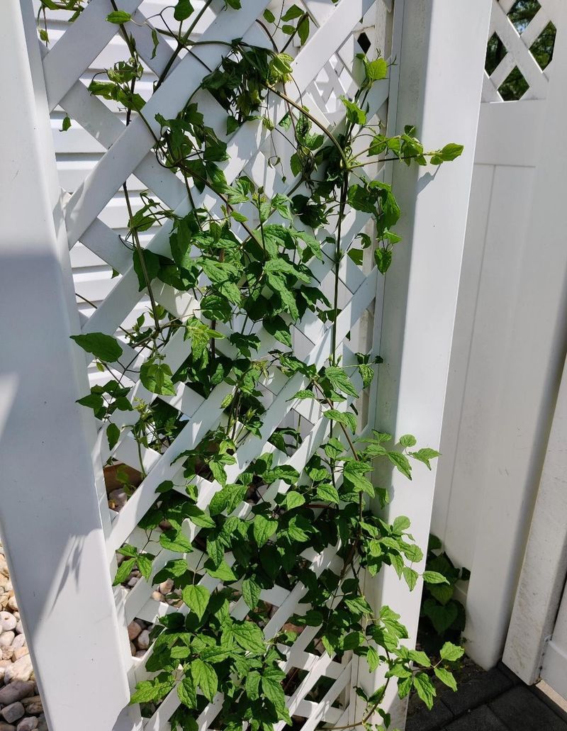 Clematis Vines