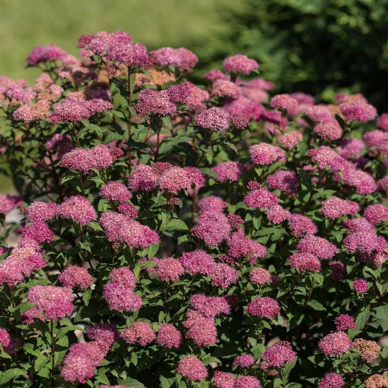 Spirea Shrubs