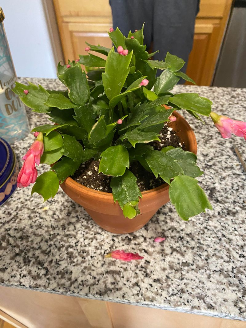 Avoid Moving The Plant Once Buds Form