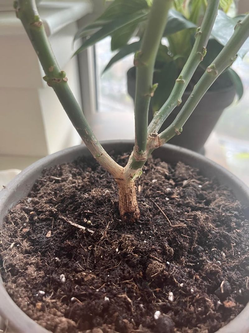 Humidity From Cooking Causes Root Rot