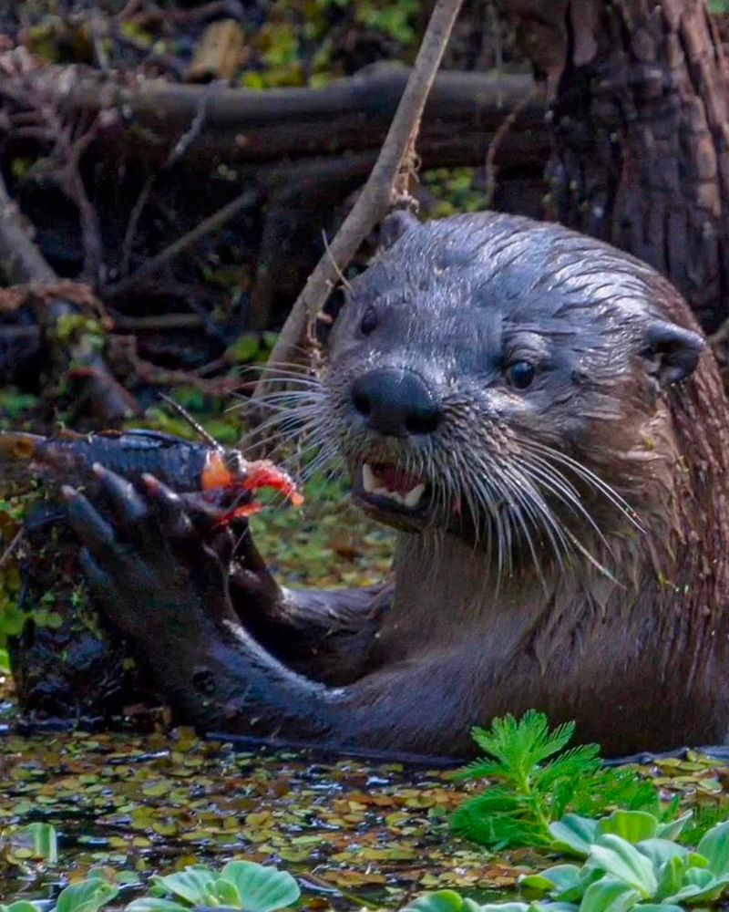 River Otters