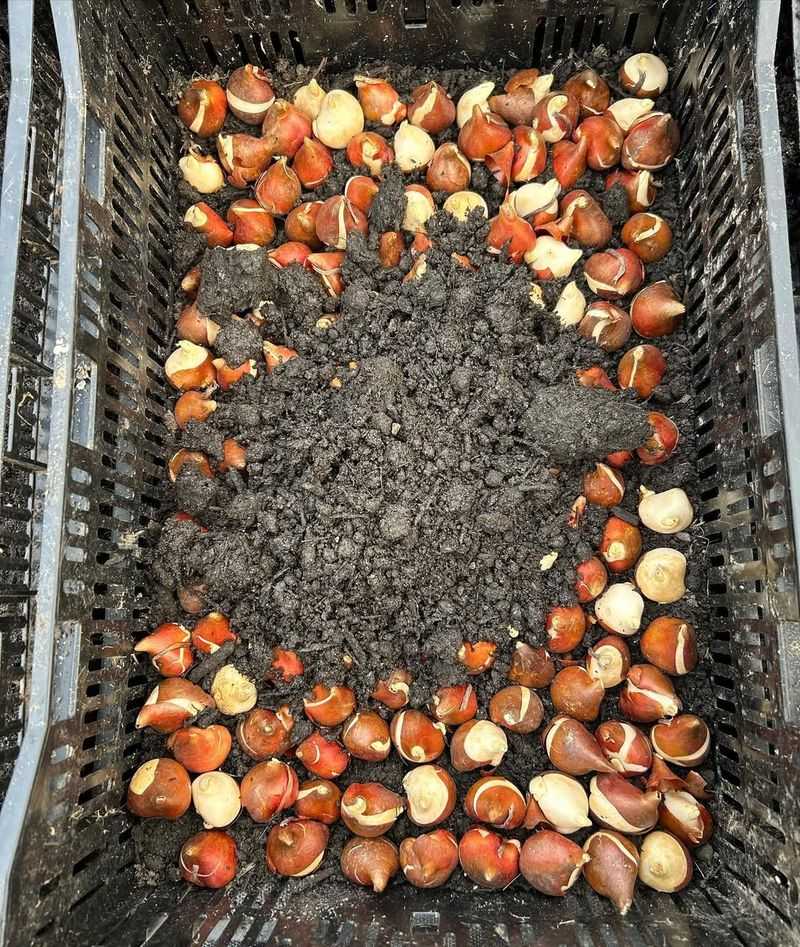 Choose The Right Bulb Varieties For Crate Growing