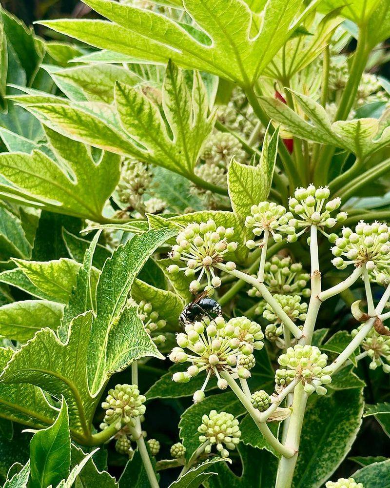 Fatsia Japonica