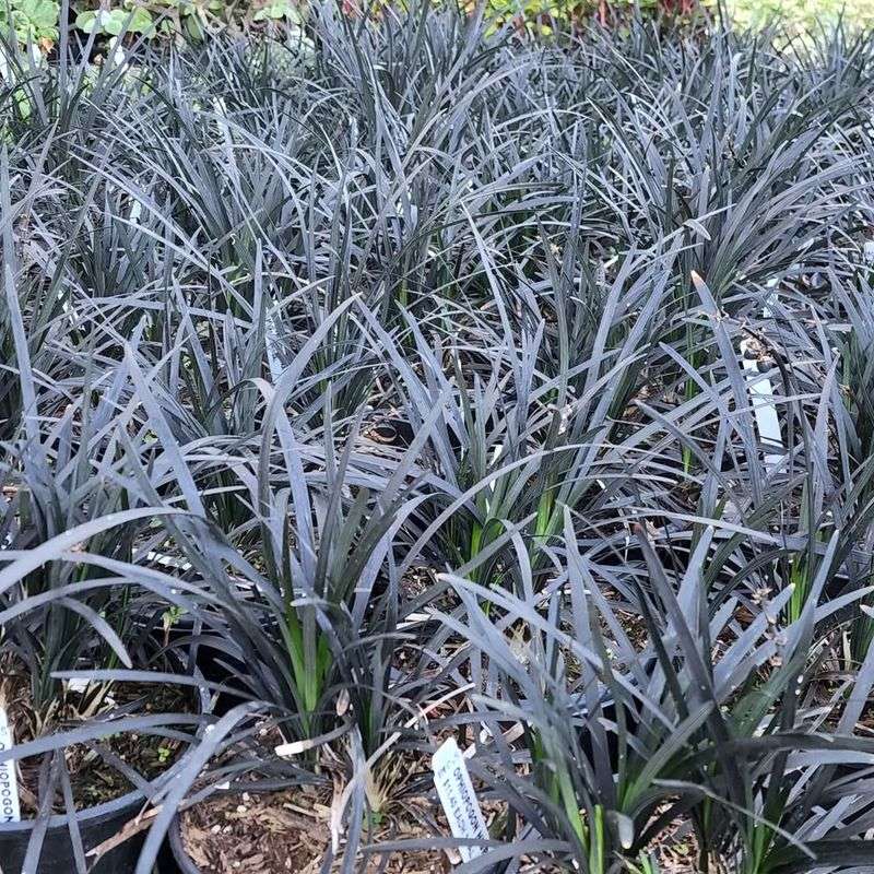 Black Mondo Grass (Ophiopogon planiscapus)