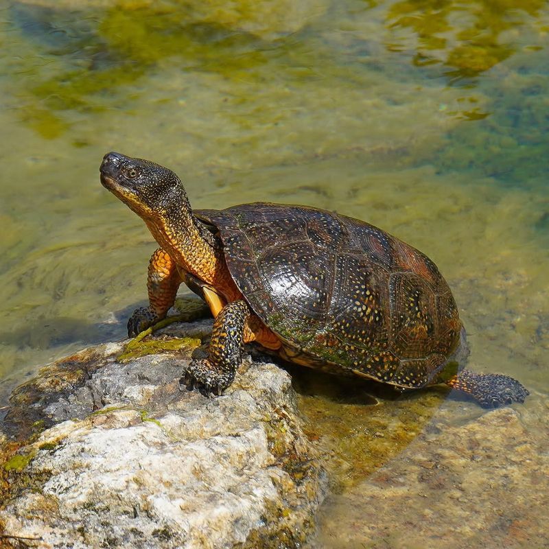 Wood Turtle