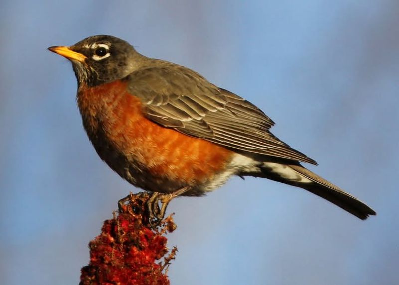 American Robin