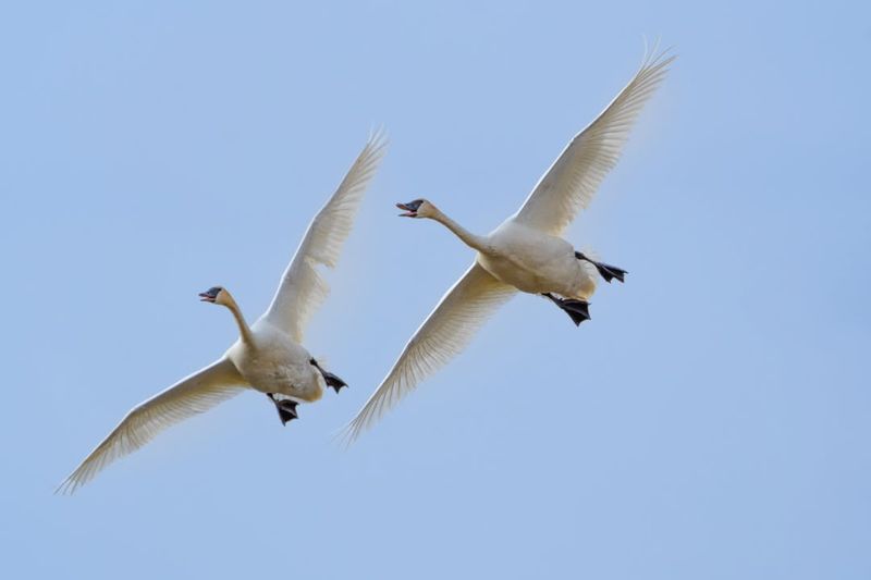 Trumpeter Swans