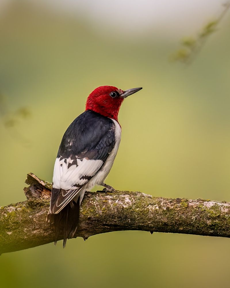 Red-Headed Woodpeckers