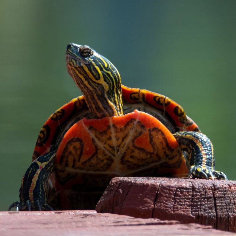 Painted Turtles