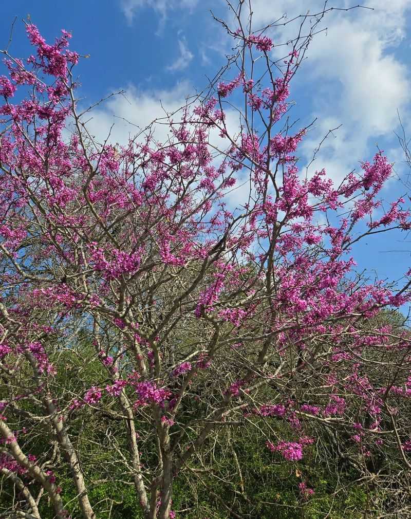 Texas Redbud
