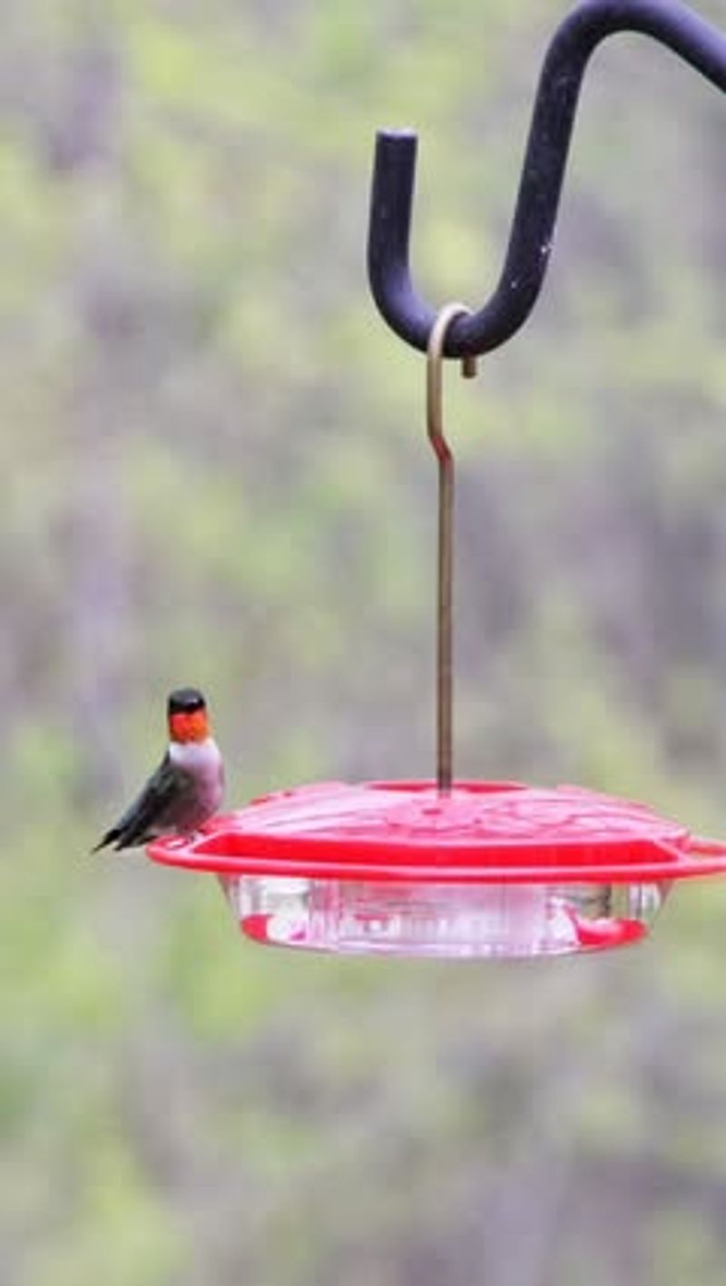 Feeder Requires Constant Cleaning Due To Mold