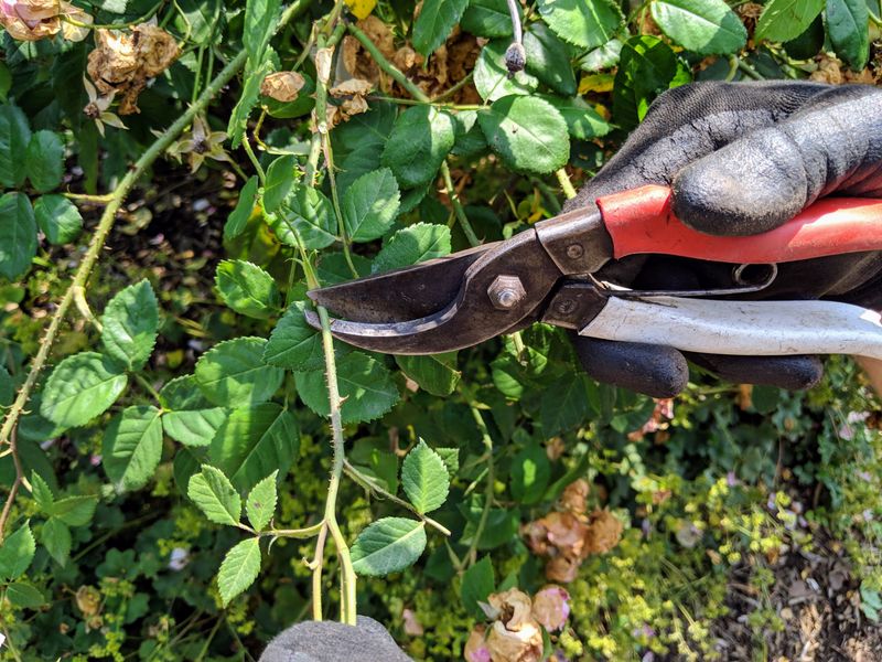 Use Sharp, Clean Pruning Shears For A Precise Cut