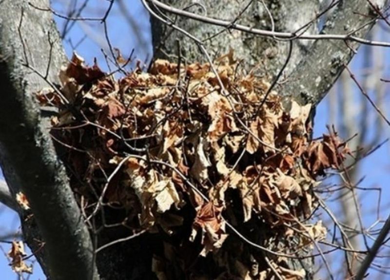 You Might Spot The Furry Residents Coming And Going