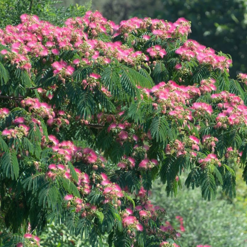 Mimosa Trees