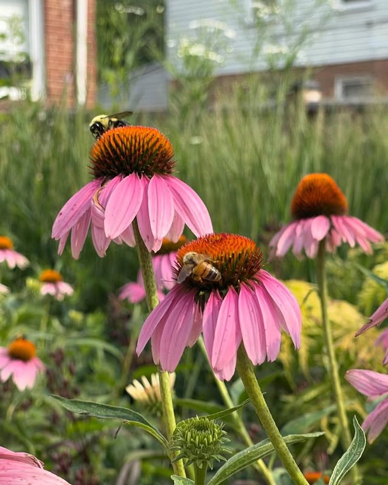 Bright Purple Color Attracts Attention