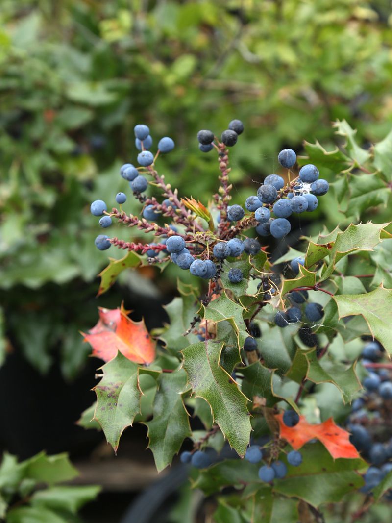 Blue Berries Attract Insect Prey
