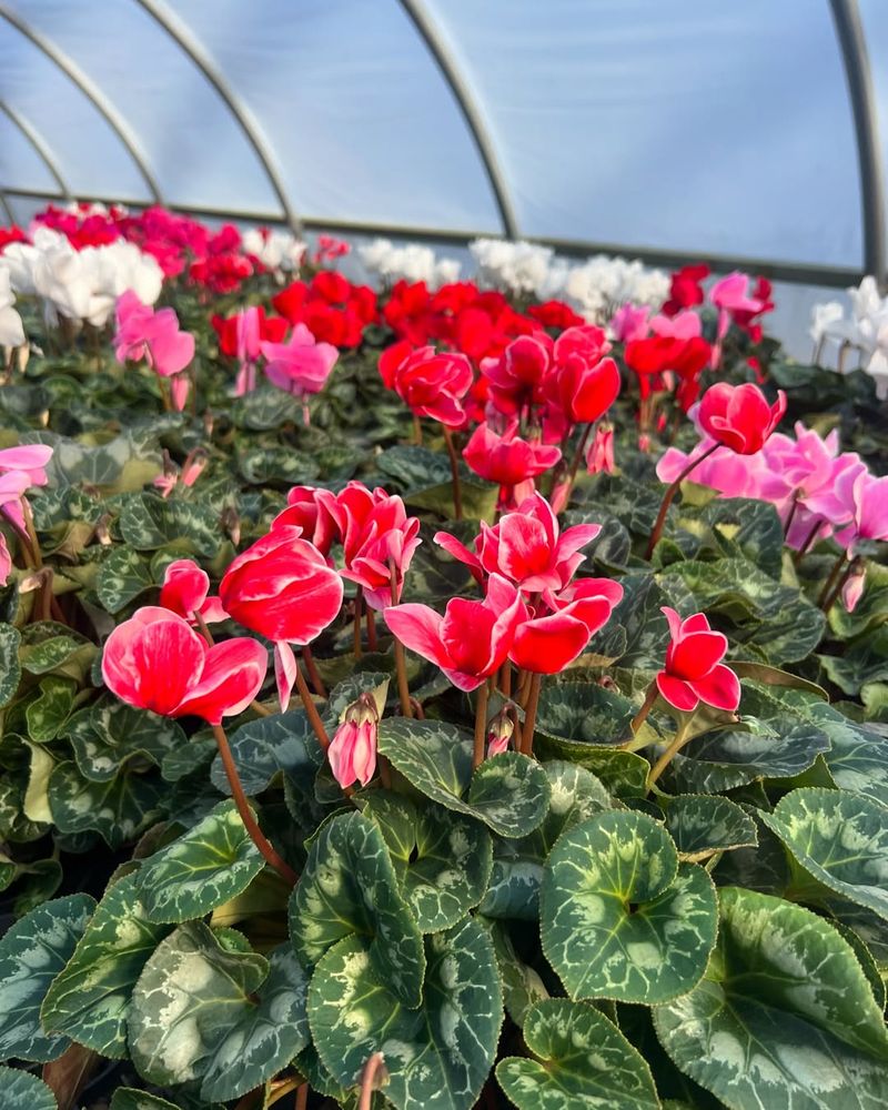 Stunning Color Variety