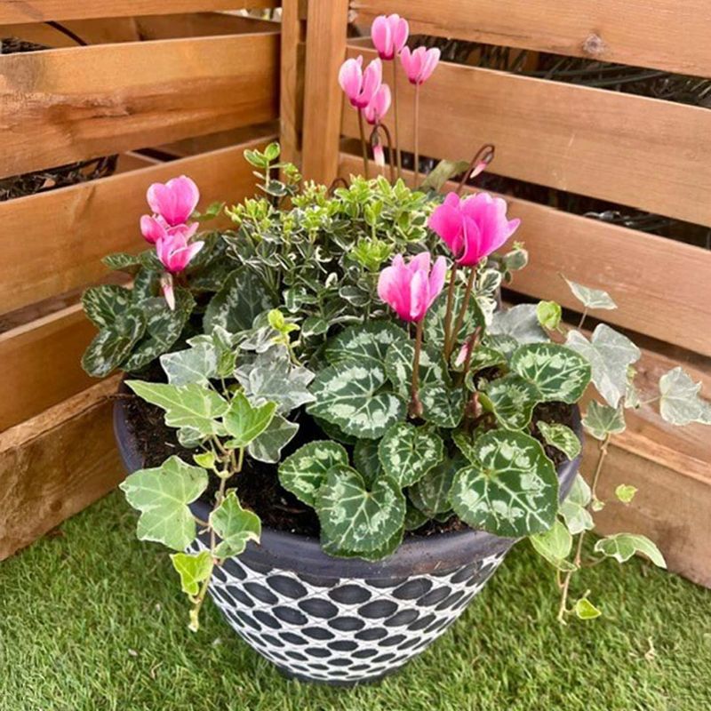 Minimal Water Needs Perfect For Busy Schedules