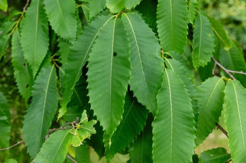 American Chestnut
