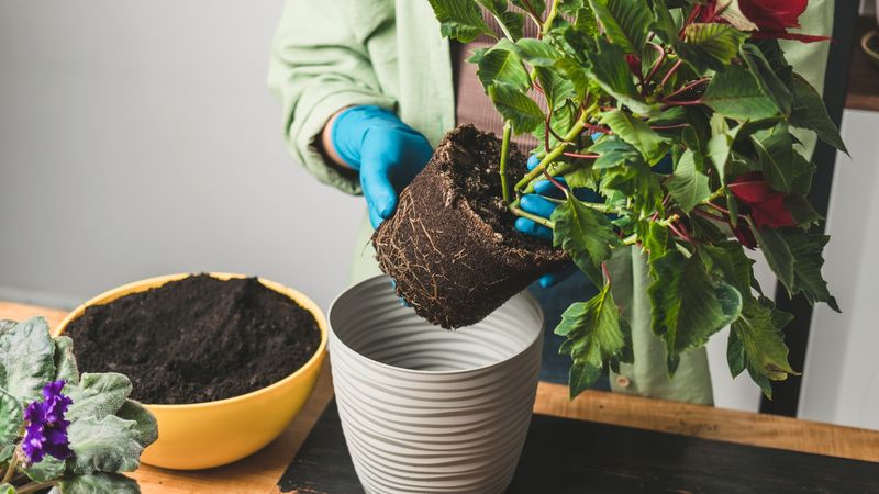 Examine The Soil And Root System