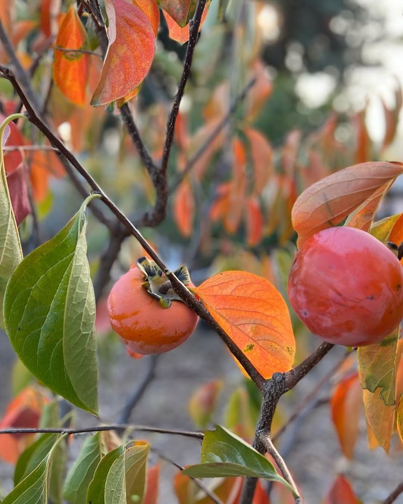 Persimmon Trees
