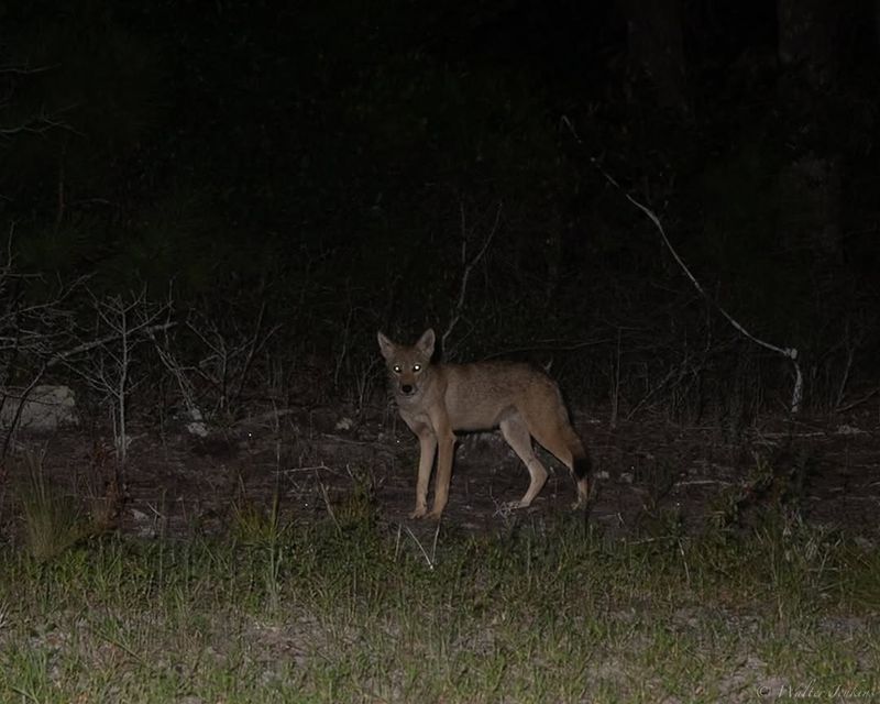 Easy Access To Food Sources